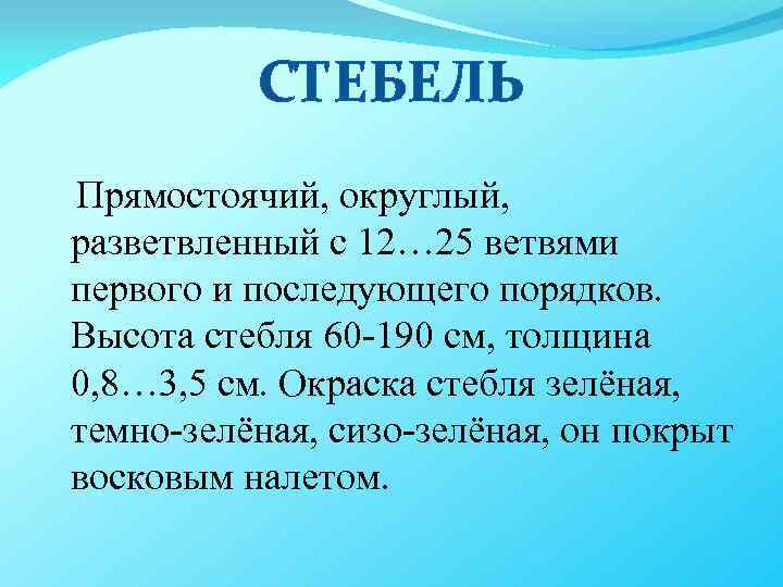 СТЕБЕЛЬ Прямостоячий, округлый, разветвленный с 12… 25 ветвями первого и последующего порядков. Высота стебля