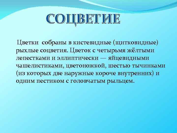 СОЦВЕТИЕ Цветки собраны в кистевидные (щитковидные) рыхлые соцветия. Цветок с четырьмя жёлтыми лепестками и