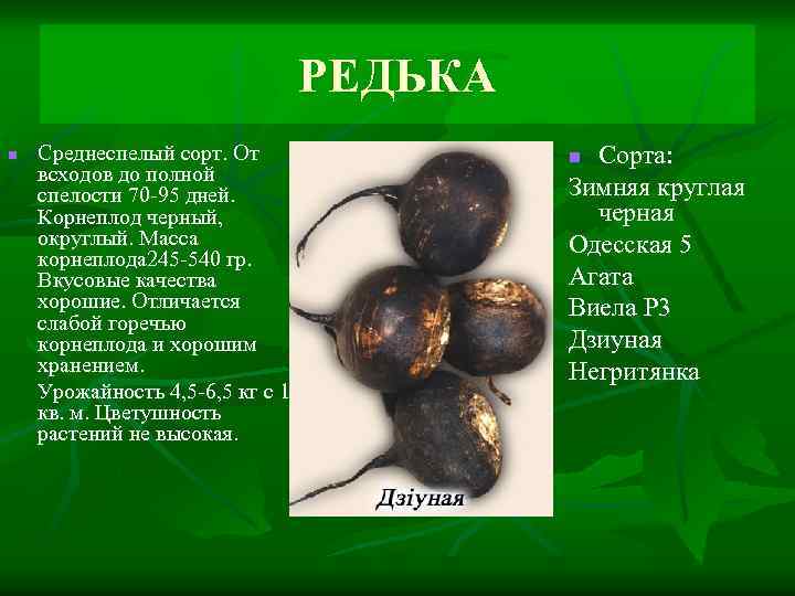 РЕДЬКА n Среднеспелый сорт. От всходов до полной спелости 70 -95 дней. Корнеплод черный,
