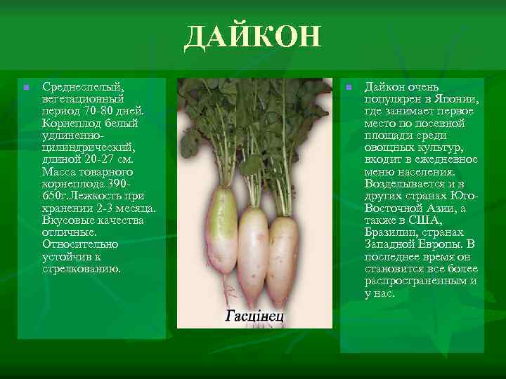 ДАЙКОН n Среднеспелый, вегетационный период 70 -80 дней. Корнеплод белый удлиненноцилиндрический, длиной 20 -27