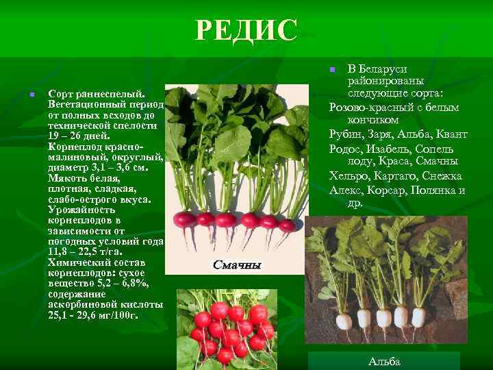 РЕДИС В Беларуси районированы следующие сорта: Розово-красный с белым кончиком Рубин, Заря, Альба, Квант