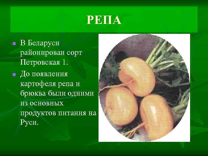 РЕПА n n В Беларуси районирован сорт Петровская 1. До появления картофеля репа и