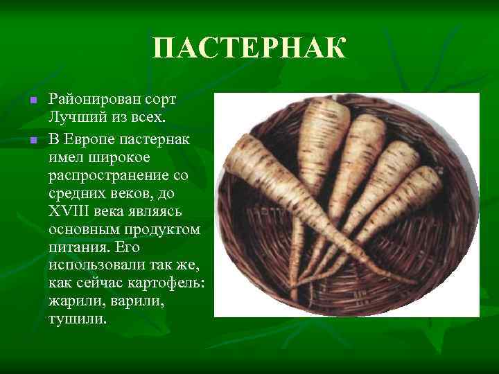 ПАСТЕРНАК n n Районирован сорт Лучший из всех. В Европе пастернак имел широкое распространение