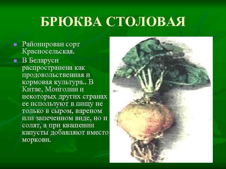БРЮКВА СТОЛОВАЯ n n Районирован сорт Красносельская. В Беларуси распространена как продовольственная и кормовая