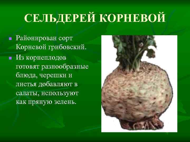 СЕЛЬДЕРЕЙ КОРНЕВОЙ n n Районирован сорт Корневой грибовский. Из корнеплодов готовят разнообразные блюда, черешки