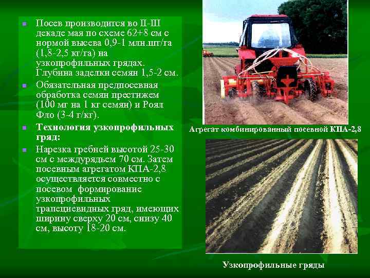 n n Посев производится во II-III декаде мая по схеме 62+8 см с нормой