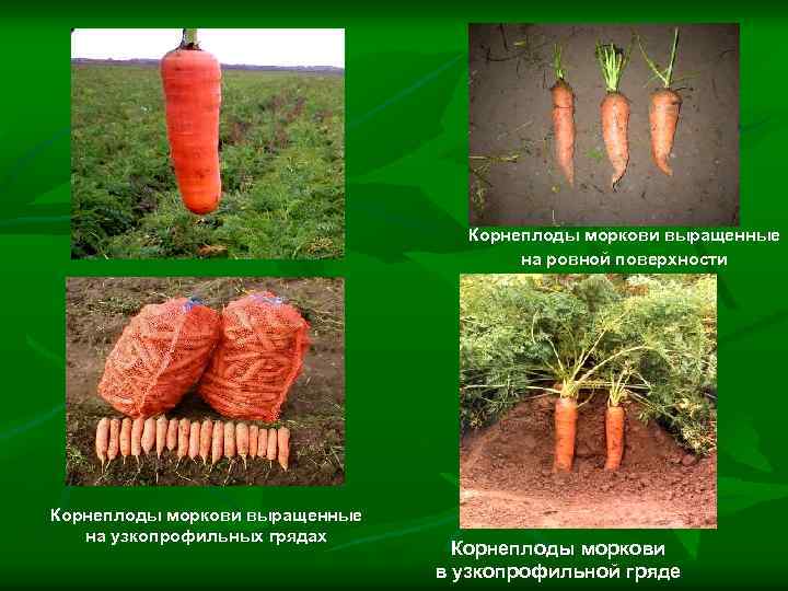 Корнеплоды моркови выращенные на ровной поверхности Корнеплоды моркови выращенные на узкопрофильных грядах Корнеплоды моркови