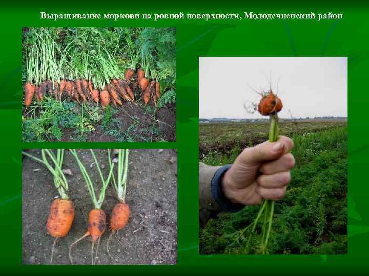 Выращивание моркови на ровной поверхности, Молодечненский район 