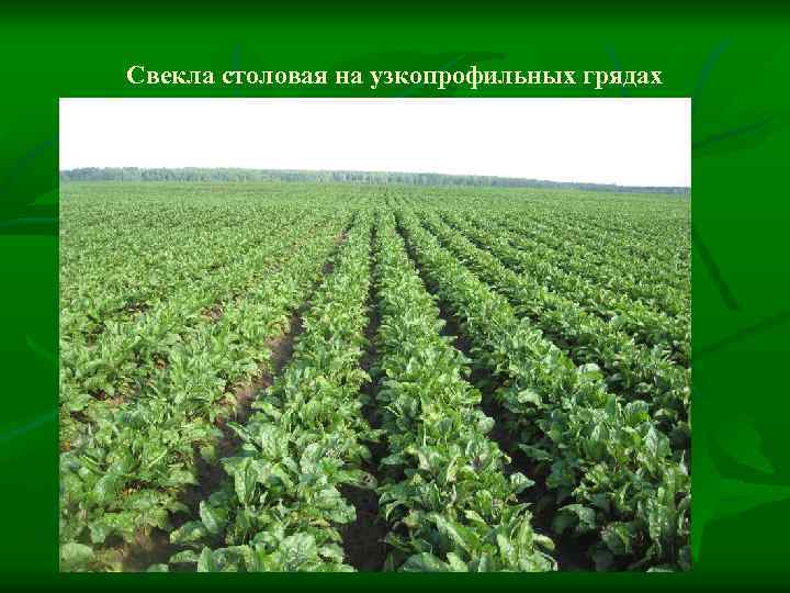 Свекла столовая на узкопрофильных грядах 