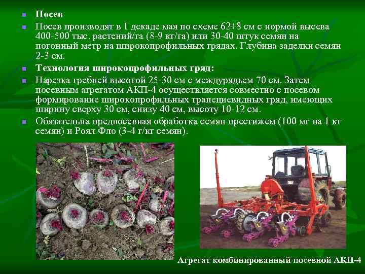 n n n Посев производят в 1 декаде мая по схеме 62+8 см с
