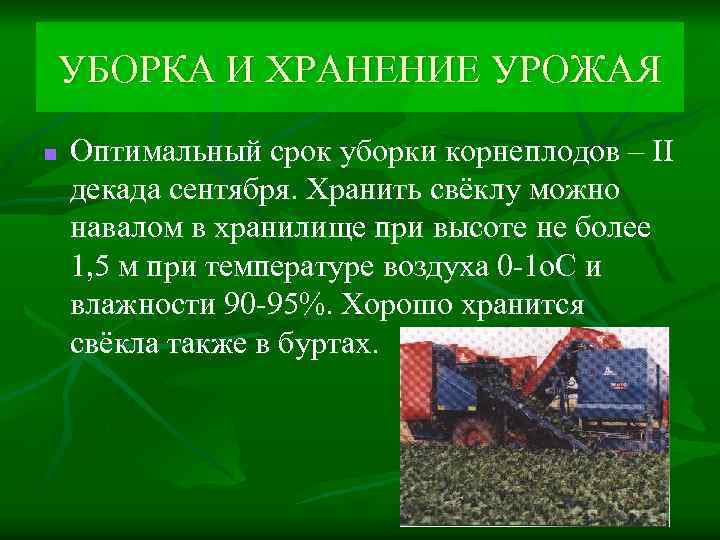 УБОРКА И ХРАНЕНИЕ УРОЖАЯ n Оптимальный срок уборки корнеплодов – II декада сентября. Хранить
