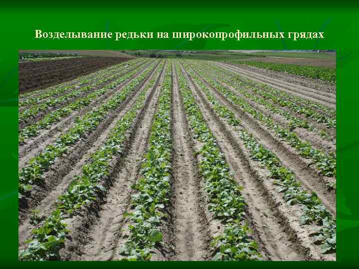 Возделывание редьки на широкопрофильных грядах 