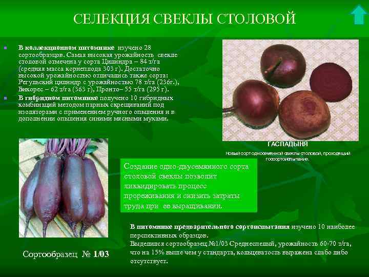 СЕЛЕКЦИЯ СВЕКЛЫ СТОЛОВОЙ n n В коллекционном питомнике изучено 28 сортообразцов. Самая высокая урожайность