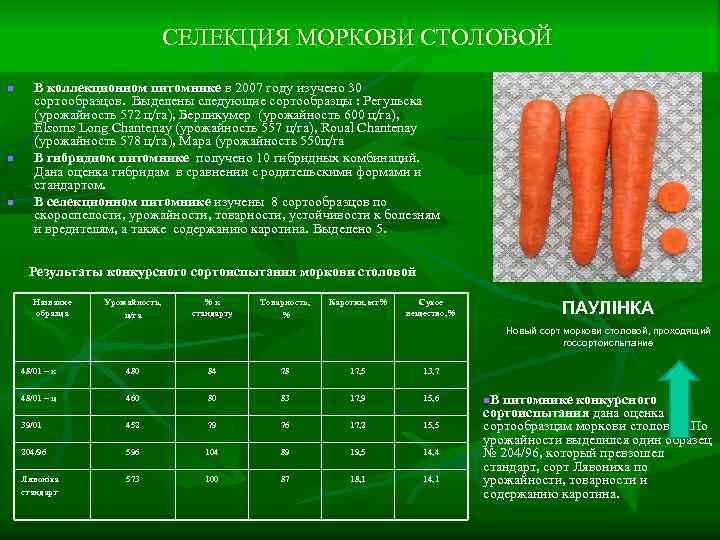 СЕЛЕКЦИЯ МОРКОВИ СТОЛОВОЙ n n n В коллекционном питомнике в 2007 году изучено 30