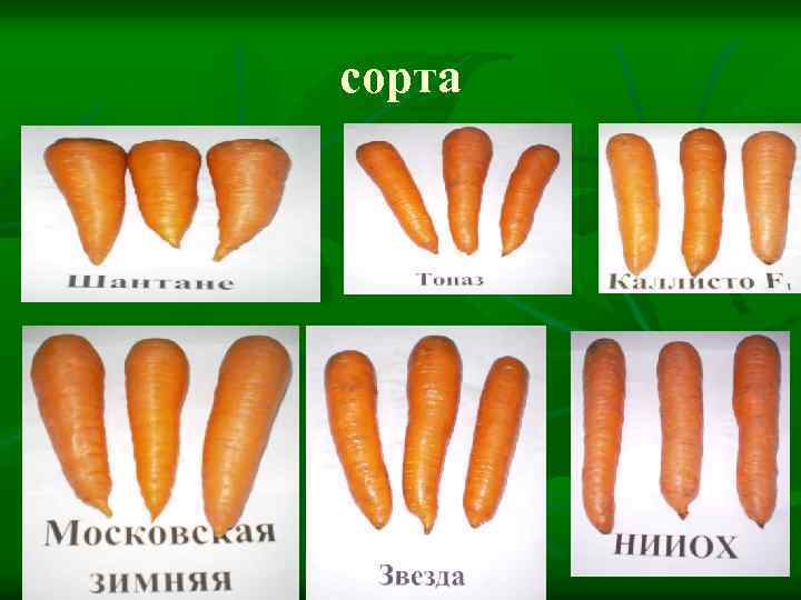 сорта 