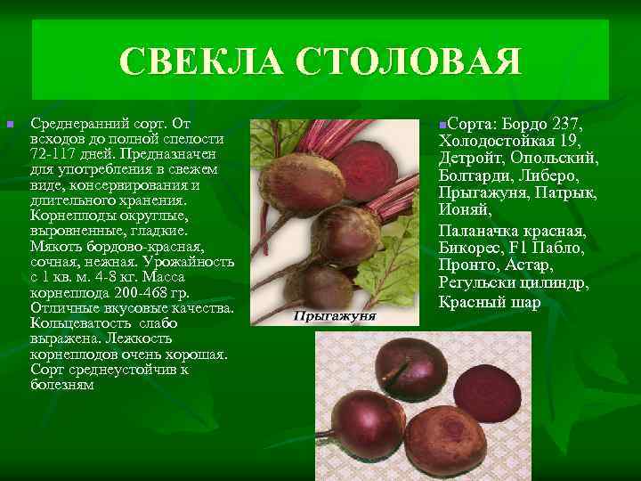 СВЕКЛА СТОЛОВАЯ n Среднеранний сорт. От всходов до полной спелости 72 -117 дней. Предназначен