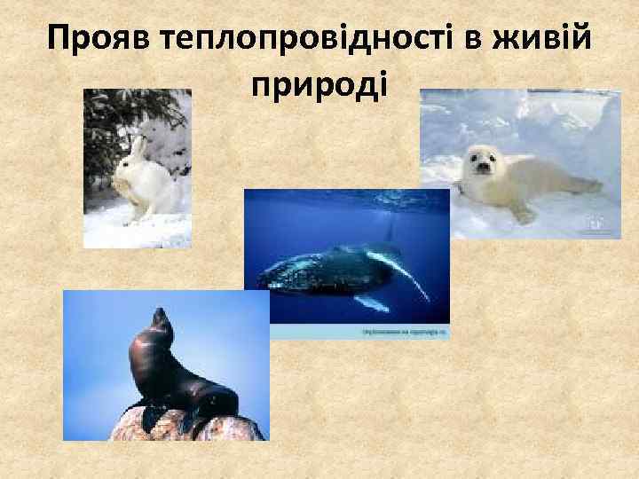 Прояв теплопровідності в живій природі 