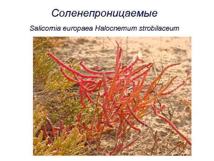 Соленепроницаемые Salicornia europaea Halocnemum strobilaceum 