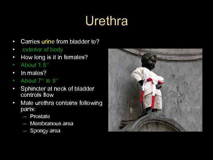 Urethra • • Carries urine from bladder to? exterior of body How long is