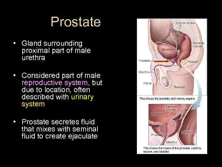 Prostate • Gland surrounding proximal part of male urethra • Considered part of male