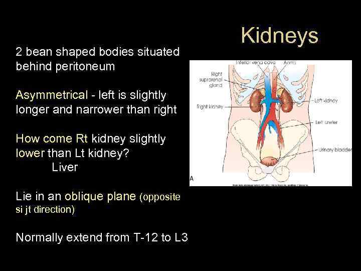 2 bean shaped bodies situated behind peritoneum Asymmetrical - left is slightly longer and