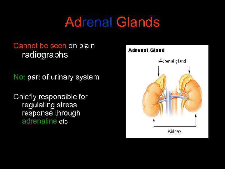 Adrenal Glands Cannot be seen on plain radiographs Not part of urinary system Chiefly
