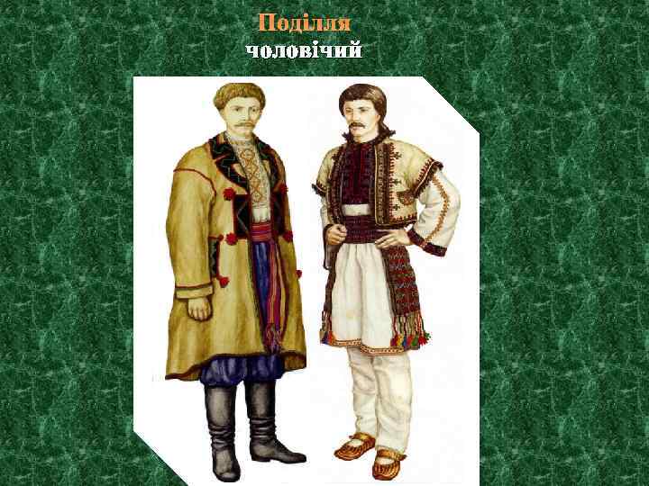 Поділля чоловічий 