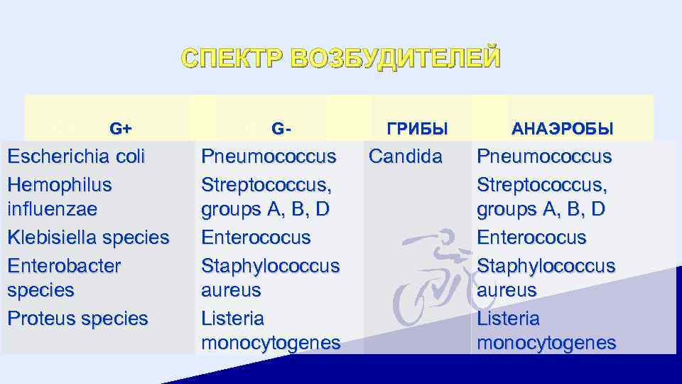СПЕКТР ВОЗБУДИТЕЛЕЙ G+ G+ Escherichia coli Hemophilus influenzae Klebisiella species Enterobacter species Proteus species