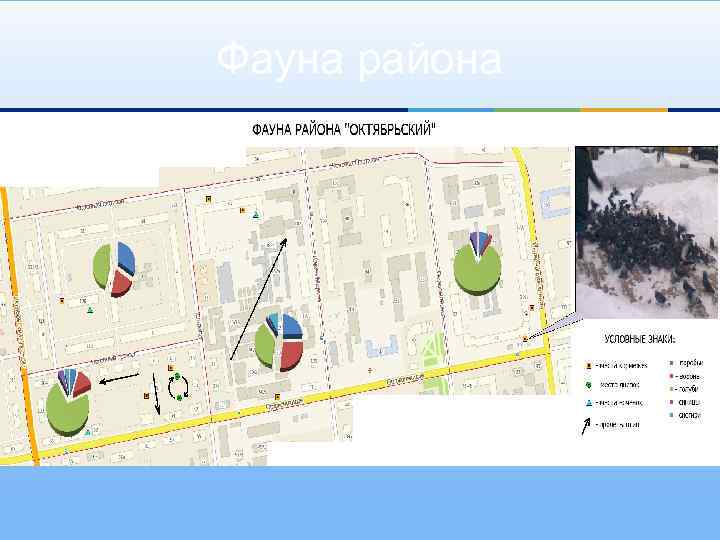 Фауна района 