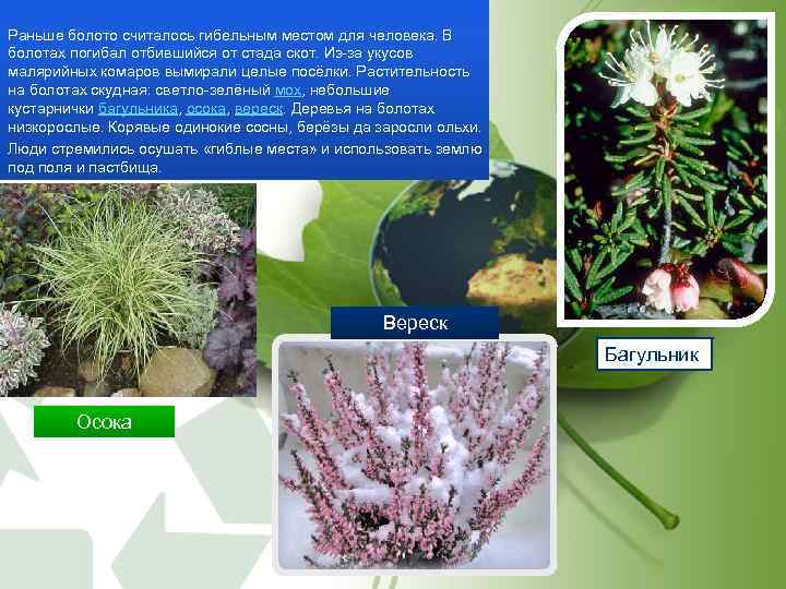 Раньше болото считалось гибельным местом для человека. В болотах погибал отбившийся от стада скот.