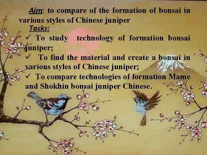 Aim: to compare of the formation of bonsai in various styles of Chinese juniper