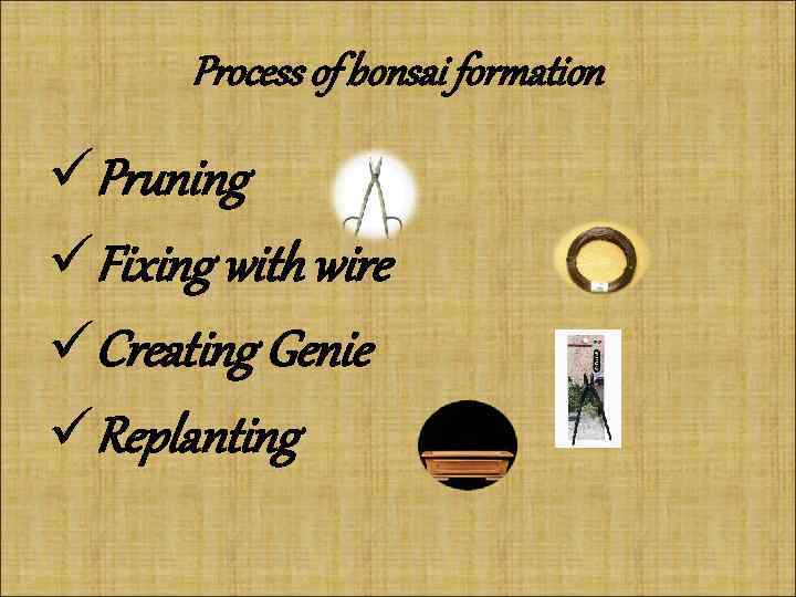 Process of bonsai formation üPruning üFixing with wire üCreating Genie üReplanting 