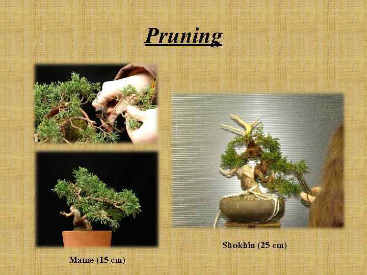 Pruning Shokhin (25 cm) Mame (15 cm) 