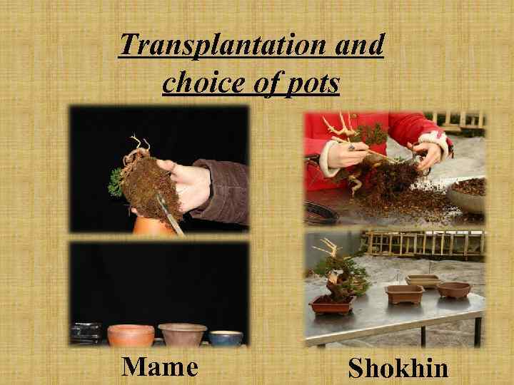 Transplantation and choice of pots Mame Shokhin 