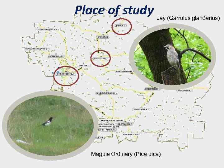 Place of study Jay (Garrulus glandarius) Magpie Ordinary (Pica pica) 3 