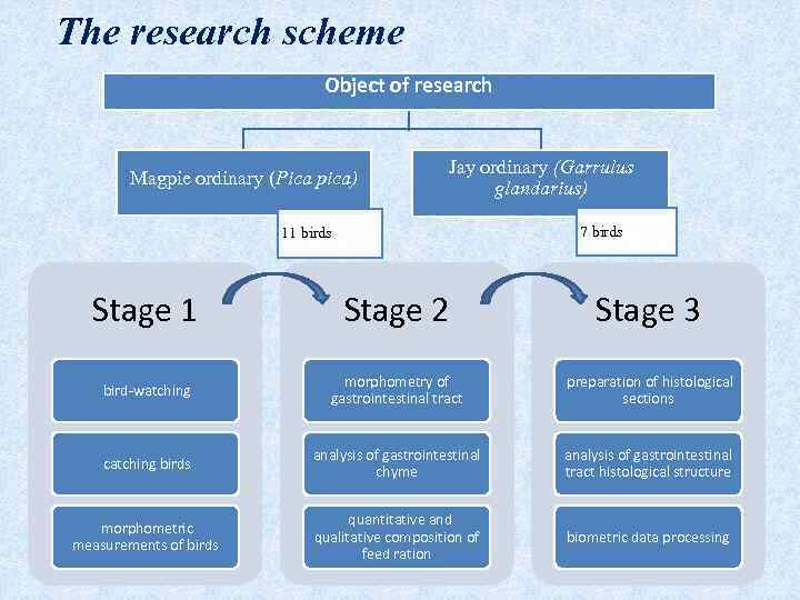 The research scheme Object of research Magpie ordinary (Pica pica) Jay ordinary (Garrulus glandarius)