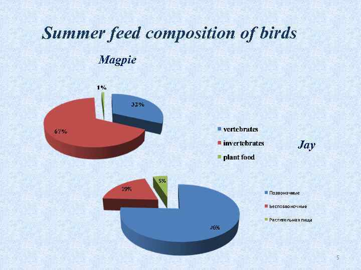 Summer feed composition of birds Magpie Jay 5 