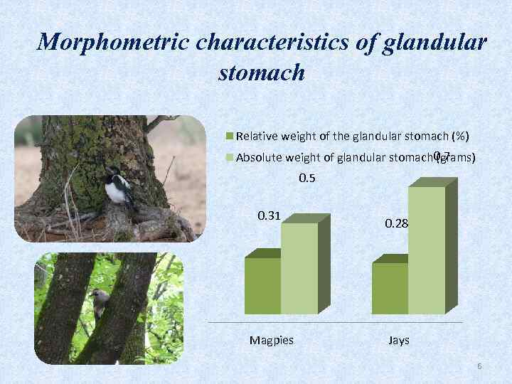 Morphometric characteristics of glandular stomach Relative weight of the glandular stomach (%) 0. 7