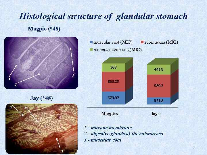 Histological structure of glandular stomach Magpie (*48) muscular coat (MIC) submucosa (MIC) mucous membrane