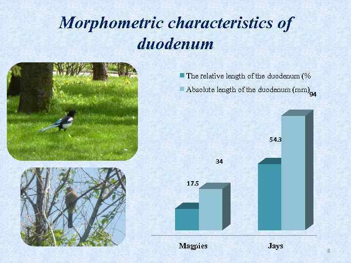 Morphometric characteristics of duodenum The relative length of the duodenum (%) Absolute length of