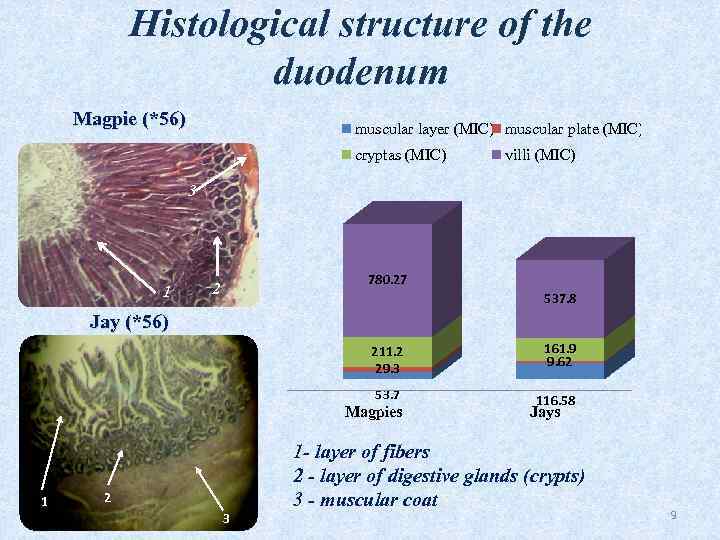 Histological structure of the duodenum Magpie (*56) muscular layer (MIC) muscular plate (MIC) cryptas