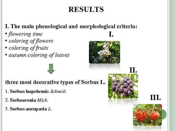 RESULTS I. The main phenological and morphological criteria: • flowering time I. • coloring