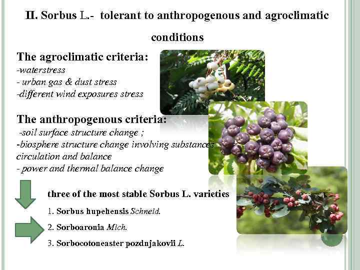 II. Sorbus L. - tolerant to anthropogenous and agroclimatic conditions The agroclimatic criteria: -waterstress