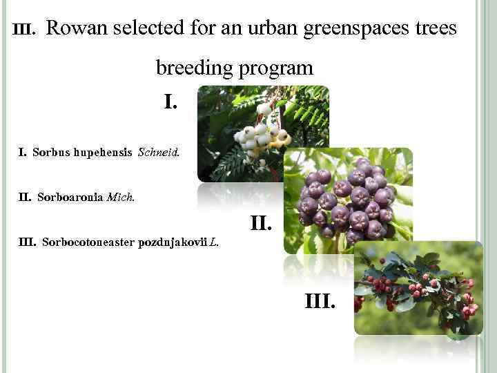 III. Rowan selected for an urban greenspaces trees breeding program I. Sorbus hupehensis Schneid.