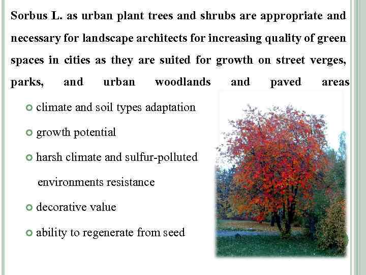 Sorbus L. as urban plant trees and shrubs are appropriate and necessary for landscape