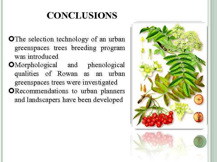 CONCLUSIONS The selection technology of an urban greenspaces trees breeding program was introduced Morphological