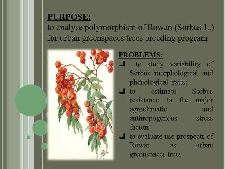 PURPOSE: to analyse polymorphism of Rowan (Sorbus L. ) for urban greenspaces trees breeding