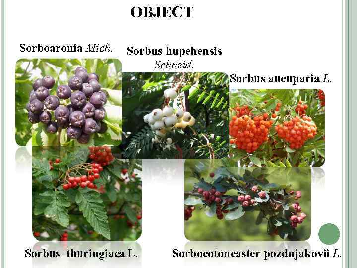 OBJECT OF Sorbus hupehensis Sorboaronia Mich. RESEARCH Schneid. Sorbus aucuparia L. Sorbus thuringiaca L.