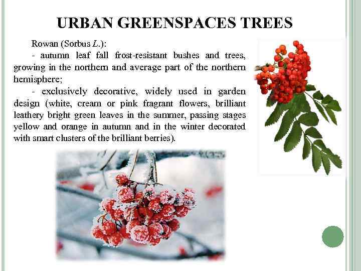 URBAN GREENSPACES TREES Rowan (Sorbus L. ): - autumn leaf fall frost-resistant bushes and
