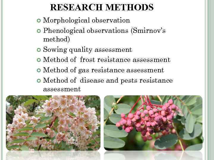 RESEARCH METHODS Morphological observation Phenological observations (Smirnov’s method) Sowing quality assessment Method of frost